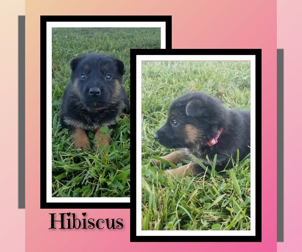 Medium Photo #1 German Shepherd Dog Puppy For Sale in BROOKFIELD, MO, USA