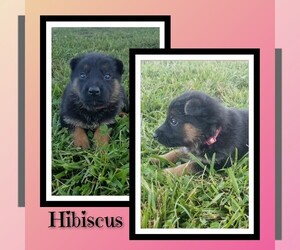 Medium German Shepherd Dog