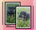 Puppy Hibiscus German Shepherd Dog