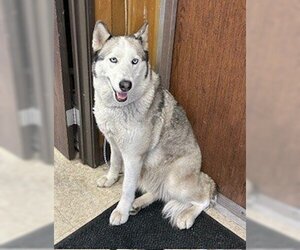 Siberian Husky Dogs for adoption in Lodi, CA, USA