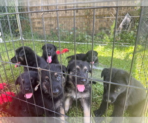 German Shepherd Dog Litter for sale in LEXINGTON, SC, USA