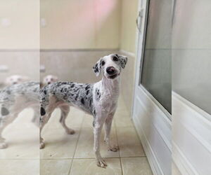 Australian Shepherd-Unknown Mix Dogs for adoption in Osgood, IN, USA