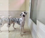 Small Australian Shepherd Mix