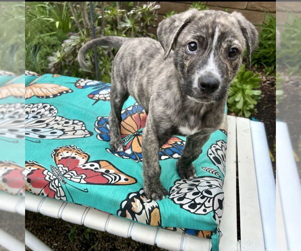 Medium Photo #5 Plott Hound-Unknown Mix Puppy For Sale in San Juan Capistrano, CA, USA