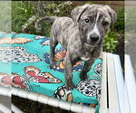 Small #4 Plott Hound Mix