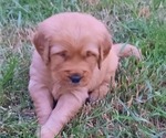 Small Photo #18 Golden Retriever Puppy For Sale in DULUTH, MN, USA