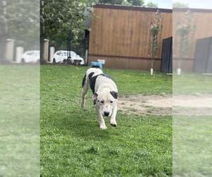 Mutt Dogs for adoption in Riverside, CA, USA