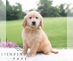 Small #3 Golden Retriever