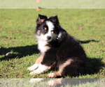 Small Photo #4 Miniature Australian Shepherd Puppy For Sale in CHEHALIS, WA, USA