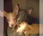 Small #1 Chihuahua Mix