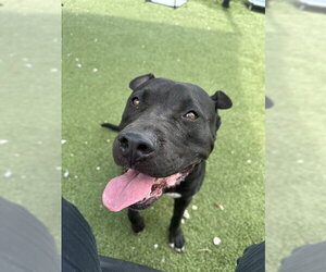 American Pit Bull Terrier Dogs for adoption in Pasadena, TX, USA