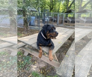 Mother of the Rottweiler puppies born on 04/21/2025