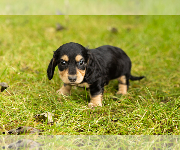 Medium Photo #18 Dachshund Puppy For Sale in MILFORD, IN, USA