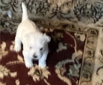 Small #11 West Highland White Terrier