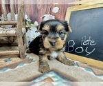 Small #1 Yorkshire Terrier