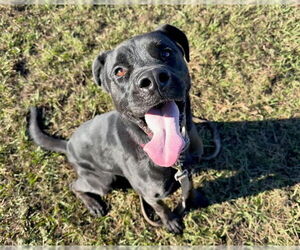 Labrador Retriever-Unknown Mix Dogs for adoption in Ocala, FL, USA