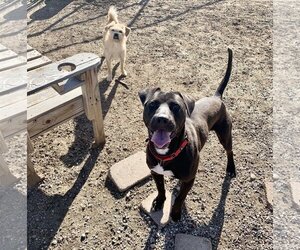 Lincoln - Male American Pit Bull Terrier-Labrador Retriever Mix Dog for Adoption - Photo #6