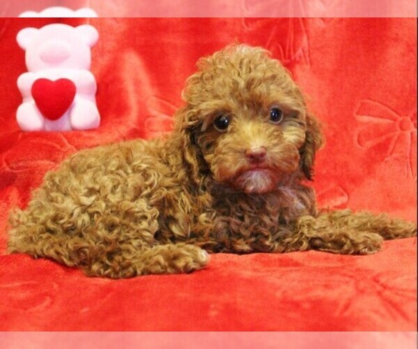 Medium Photo #1 Poodle (Toy) Puppy For Sale in COATESVILLE, PA, USA