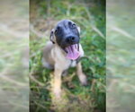 Small #3 Black Mouth Cur Mix