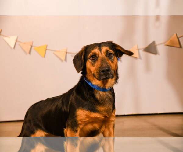 Medium Photo #3 Basset Hound-Unknown Mix Puppy For Sale in Brooklyn Center, MN, USA