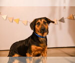 Small #2 Basset Hound Mix