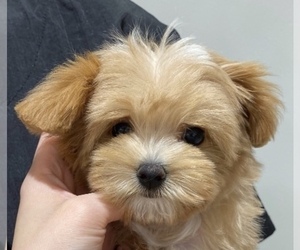Maltipoo Puppy for sale in SANTA CLARITA, CA, USA