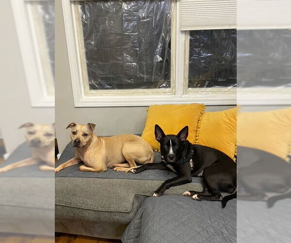 Medium Photo #5 Mutt Puppy For Sale in Crete, IL, USA