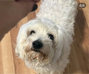 Ari - Female Maltipoo (Miniature) Dog for Adoption - Photo #2