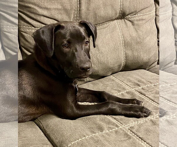 Medium Photo #1 Catahoula Leopard Dog-Unknown Mix Puppy For Sale in Sanford, FL, USA