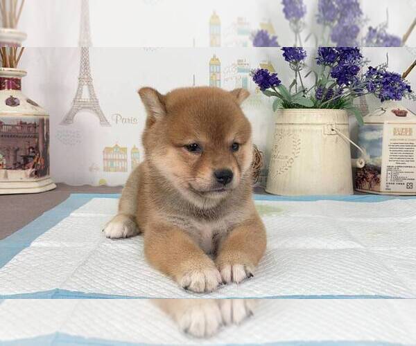 Medium Photo #4 Shiba Inu Puppy For Sale in TRENTON, NJ, USA