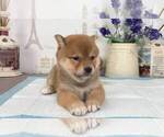 Small Photo #4 Shiba Inu Puppy For Sale in TRENTON, NJ, USA