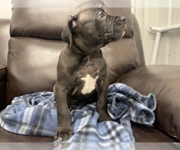 Medium Photo #30 American Bully Puppy For Sale in REESEVILLE, WI, USA