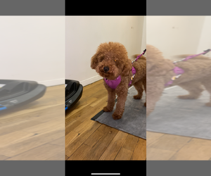 Goldendoodle (Miniature) Puppy for sale in NEW YORK, NY, USA