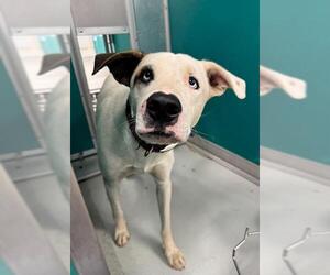 Mutt Dogs for adoption in Oklahoma City, OK, USA