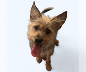 Mutt Dogs for adoption in Rockville, MD, USA