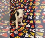 Small Photo #3 Border Collie Puppy For Sale in AIKEN, SC, USA