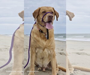 Labrador Retriever Dogs for adoption in Millsboro, DE, USA