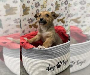 Collie-Unknown Mix Dogs for adoption in Rosenberg, TX, USA