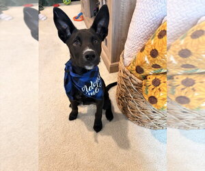 Mutt Dogs for adoption in Springdale, PA, USA