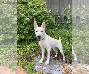 German Shepherd Dog-Unknown Mix Dogs for adoption in San Diego, CA, USA