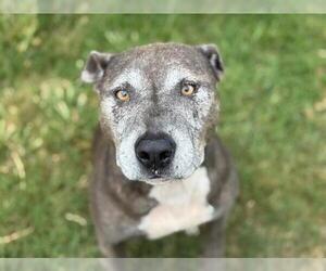 American Pit Bull Terrier Dogs for adoption in Tulsa, OK, USA