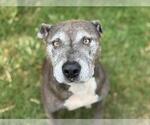 Small American Pit Bull Terrier