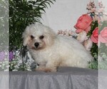 Small #1 Bichon Frise