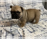 Small Photo #7 French Bulldog Puppy For Sale in EMORY, TX, USA