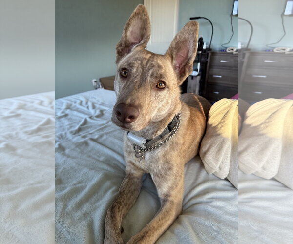 Medium Photo #4 Catahoula Leopard Dog-Unknown Mix Puppy For Sale in Fort Collins, CO, USA