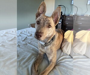 Chai - Female Catahoula Leopard Dog-Unknown Mix Dog for Adoption - Photo #4