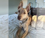 Small #3 Catahoula Leopard Dog Mix