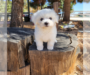 Maltipoo Puppy for Sale in SANTA CLARITA, California USA