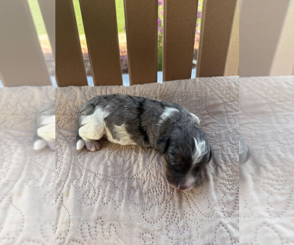 Medium Photo #1 Bernedoodle Puppy For Sale in CASTLE ROCK, CO, USA