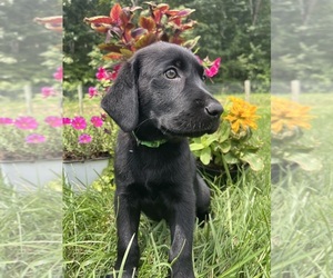 Labrador Retriever Puppy for sale in NEOLA, WV, USA